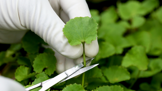 Ingredient Spotlight: Gotu Kola